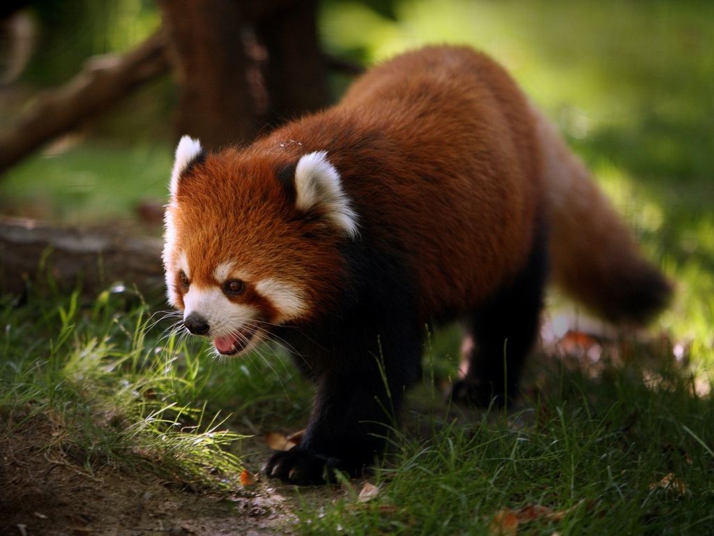 A red panda